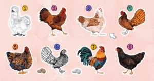 Tap The Chicken To Find Out Who Is Jealous Of You?